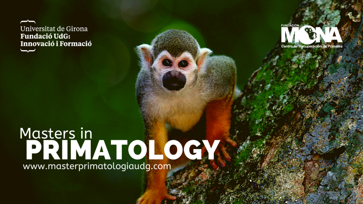 Masters In Primatology | Mona UK